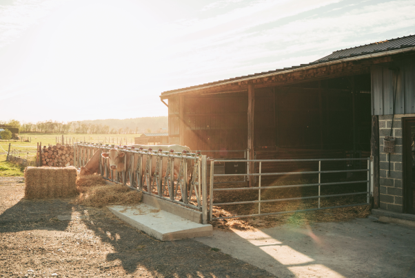 Recherche Agriculteur-Eleveur Bio- Hainaut